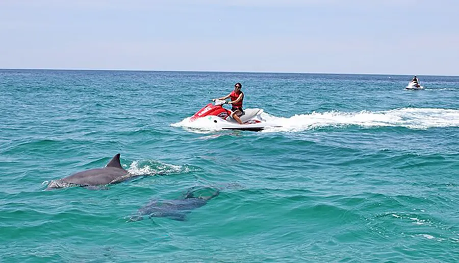 A person rides a jet ski near a pod of dolphins in clear blue ocean waters.
