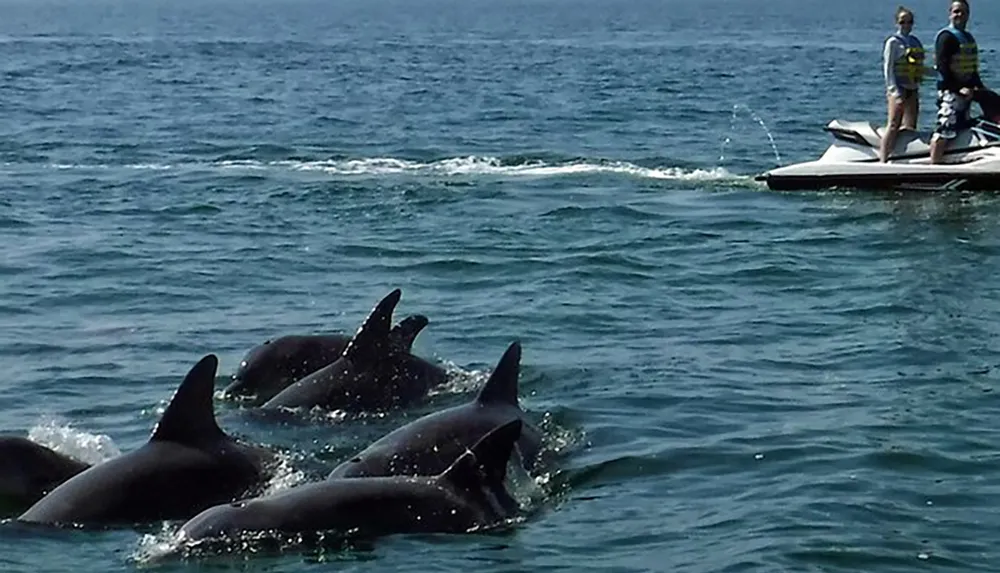 Two people on a jet ski are watching a pod of dolphins swimming in the ocean