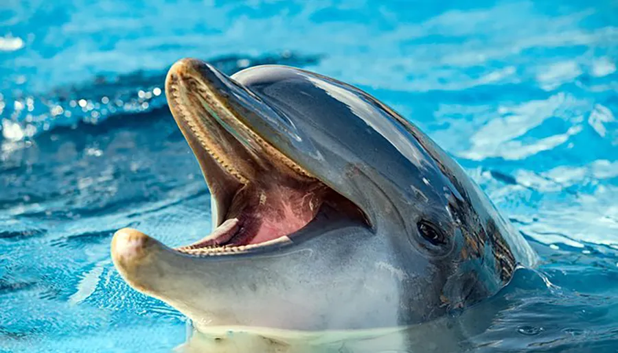 A dolphin with its mouth open is seemingly smiling above the water's surface.