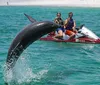 A dolphin is leaping out of the water near two people on a jet ski
