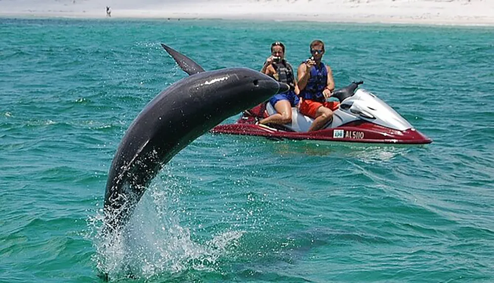 A dolphin is leaping out of the water near two people on a jet ski