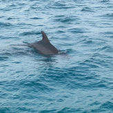Private Sunset and Harbor Cruise Experience in Destin