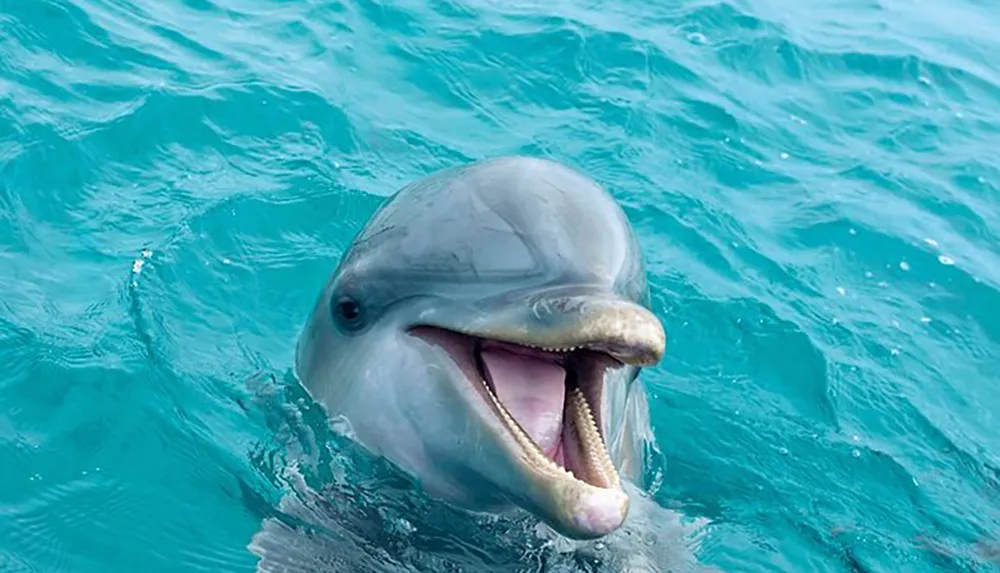 A dolphin is grinning above the surface of a sparkling blue ocean