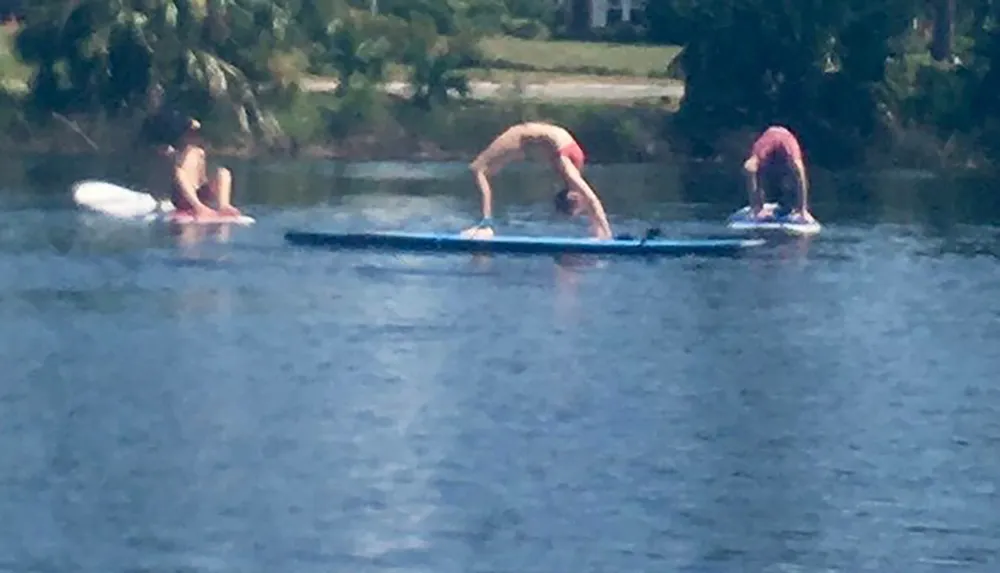 Three individuals appear to be practicing yoga on paddleboards on a body of water with a backdrop of greenery and buildings