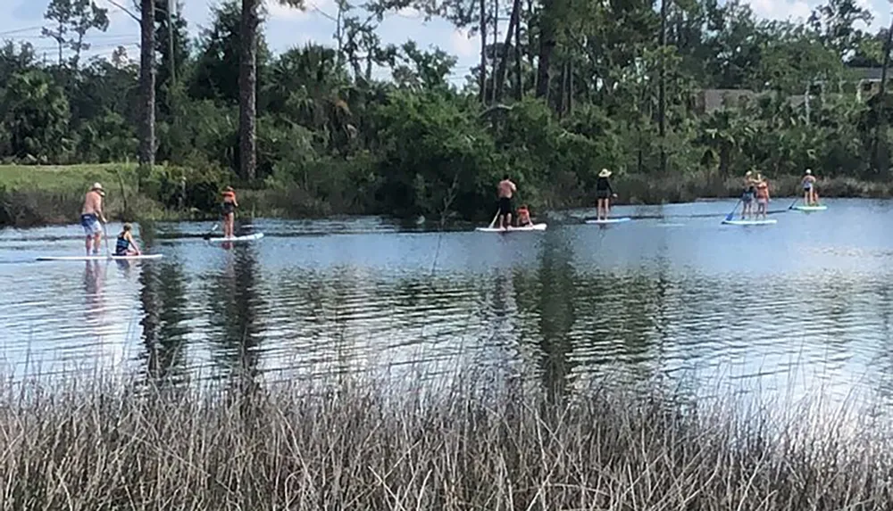 Several people are paddleboarding on calm water amidst a natural setting with trees in the background