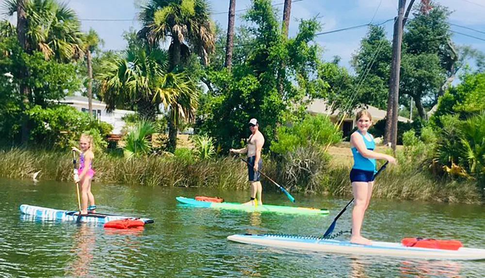 Three people are stand-up paddleboarding on a calm waterway surrounded by palm trees and greenery under a blue sky