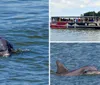 A dolphin is leaping out of the water in front of a backdrop of tall reeds
