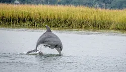 Popular Dolphin Tours
