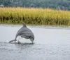 A dolphin is leaping out of the water near a grassy shoreline