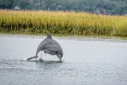 A dolphin is leaping out of the water near a grassy shoreline.