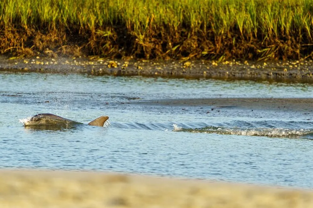 A dolphin is seen swimming near the shoreline with green marsh grass in the background