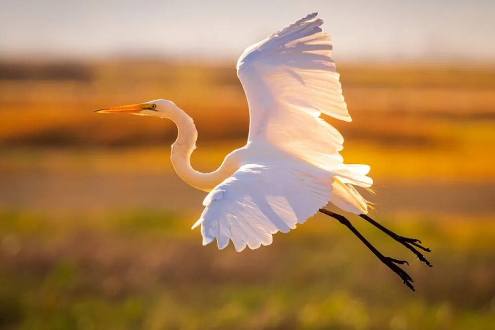 A great egret is captured in mid-flight with its wings elegantly spread against a warm golden-hour backdrop