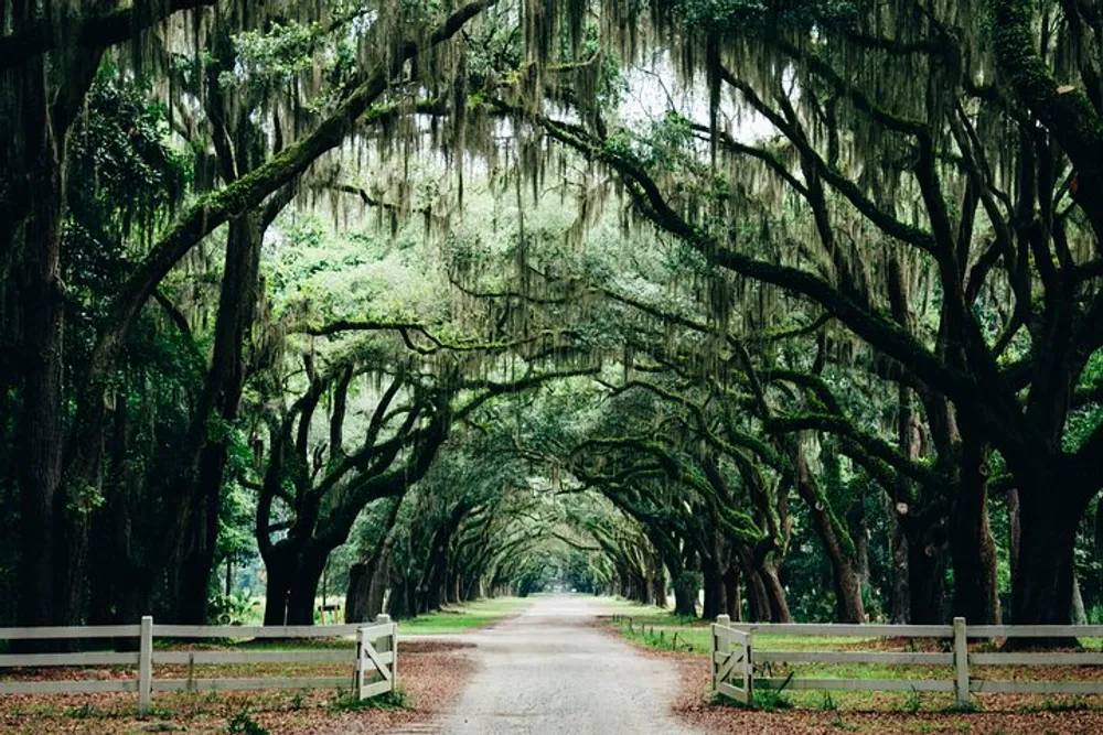 A serene gravel path leads through a tunnel of majestic oak trees draped with Spanish moss creating a captivating natural canopy