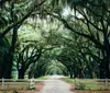 A serene dirt road is flanked by a canopy of majestic live oak trees draped with Spanish moss creating an enchanting tunnel-like effect