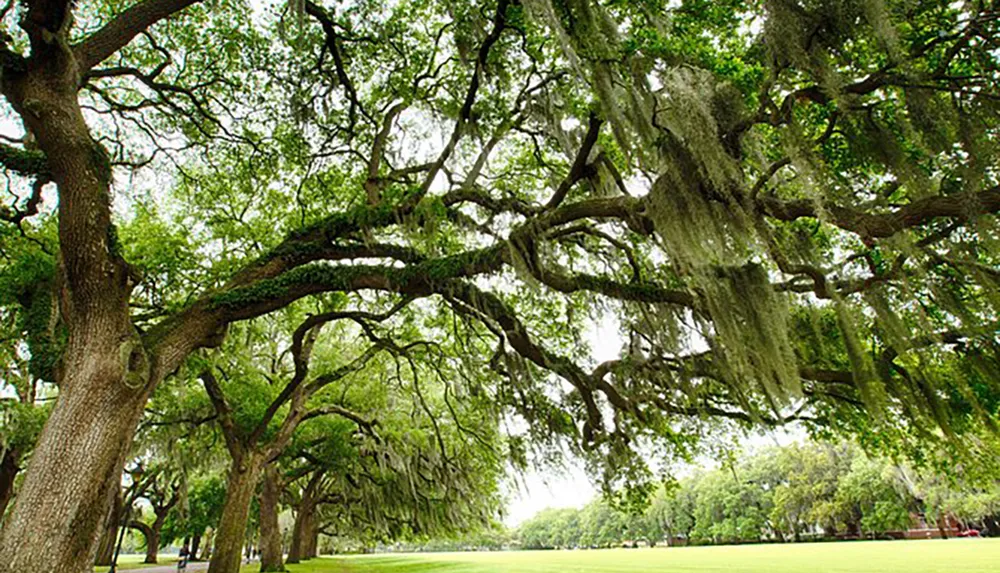 Ancient live oak trees draped in Spanish moss create a dramatic canopy over a lush green lawn