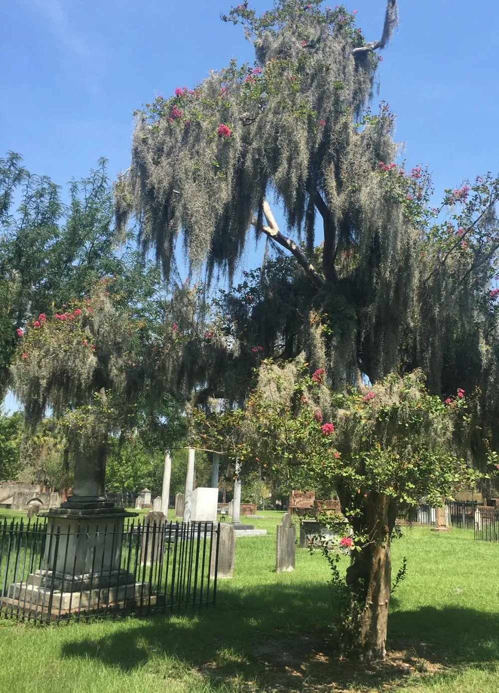 The image captures a serene cemetery setting with a large tree draped in Spanish moss a blooming bush in the foreground and tombstones under a clear blue sky