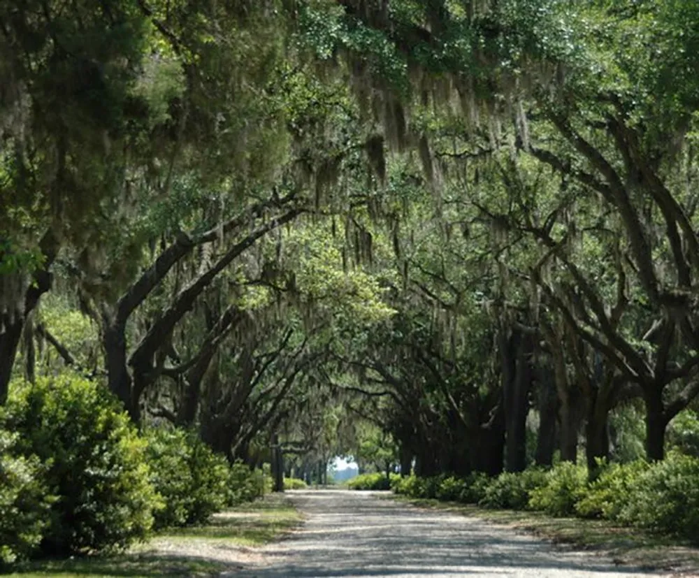 A serene dirt road is lined with majestic oak trees draped in Spanish moss creating a natural tunnel-like canopy