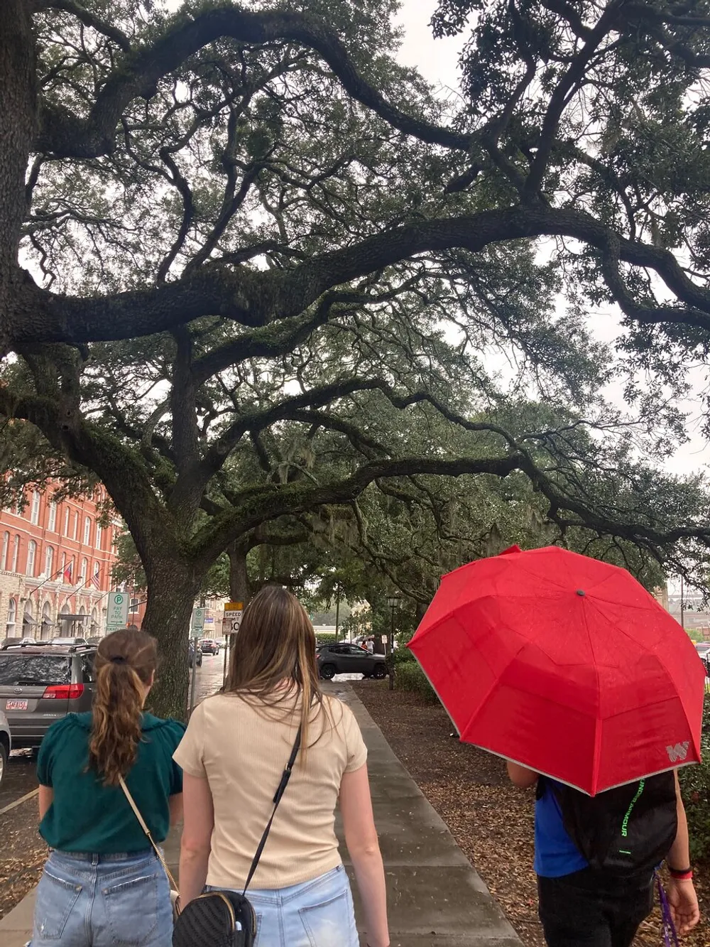Three people are walking under a canopy of live oak trees on a streetscape with one person holding a red umbrella
