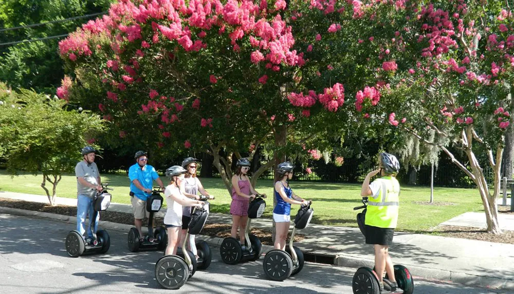 A group of people wearing helmets are riding Segways on a sunny day with a large pink-flowered tree in the background