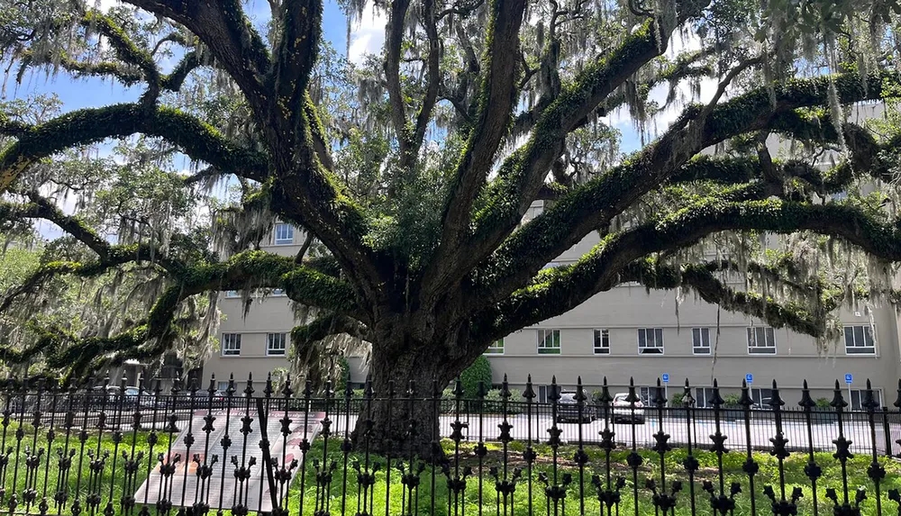 A majestic oak tree with sprawling branches covered in Spanish moss stands proudly in front of a building and is enclosed by a decorative iron fence