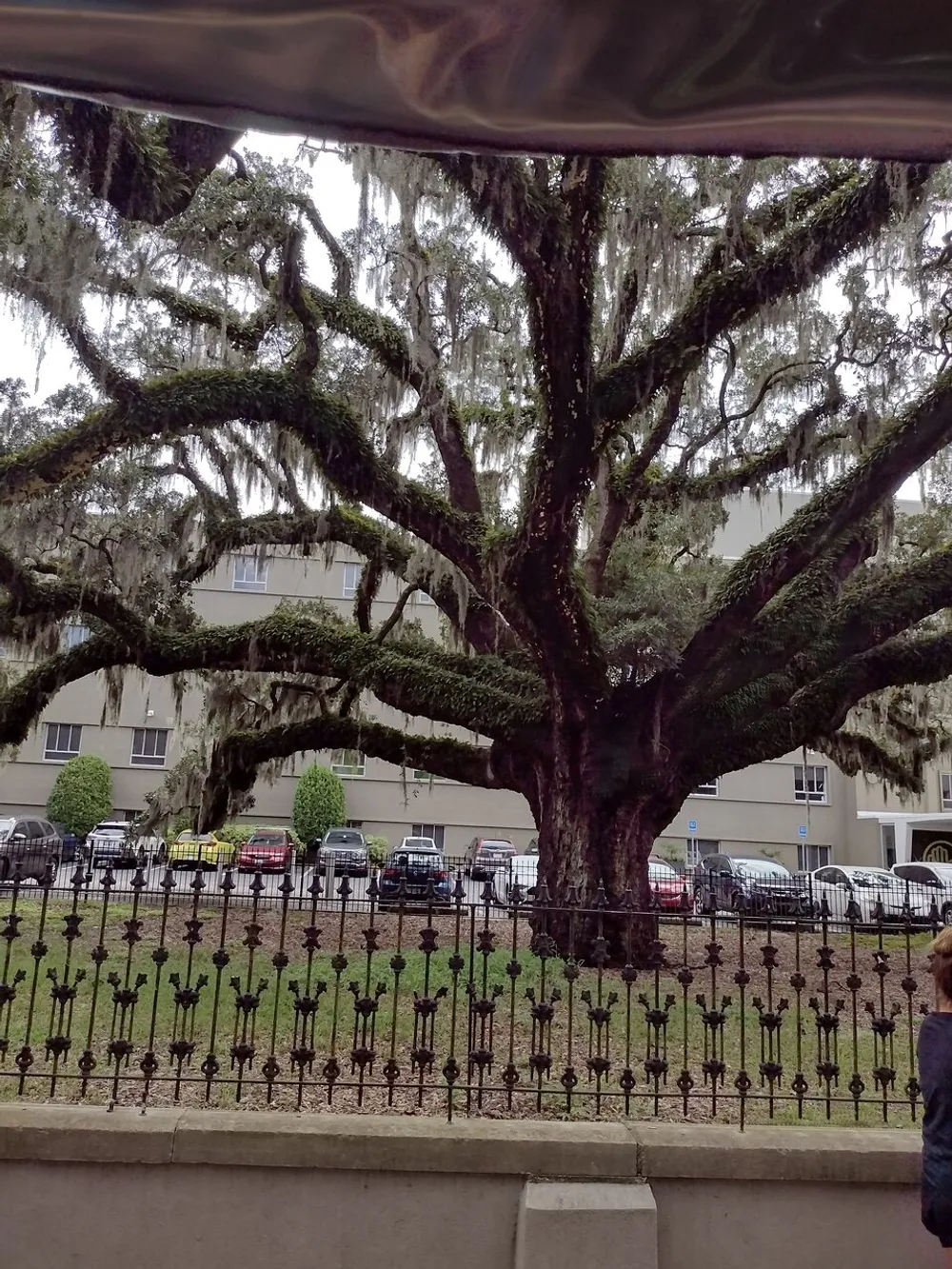 A majestic tree with sprawling branches draped in Spanish moss stands behind an ornate iron fence with cars parked in the background and the edge of a persons silhouette visible on the right