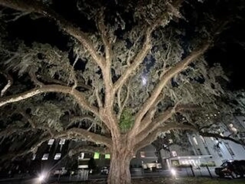 A majestic oak tree with a sprawling canopy is illuminated at night with a backdrop of a modern building and parked cars