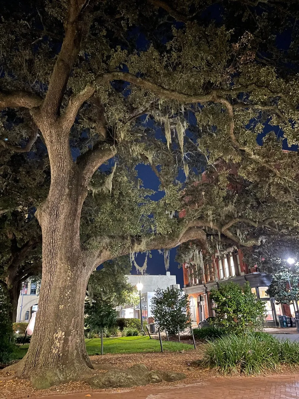 A majestic tree with spreading branches and Spanish moss stands in a well-lit urban park at night with surrounding buildings and a clear sky
