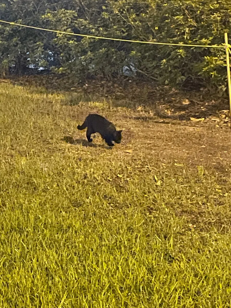 A black cat is prowling through a grassy area at twilight.