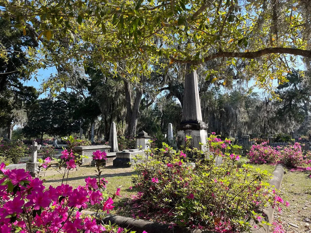 This image portrays a tranquil cemetery adorned with vibrant pink flowers and draped with Spanish moss creating a serene and picturesque setting