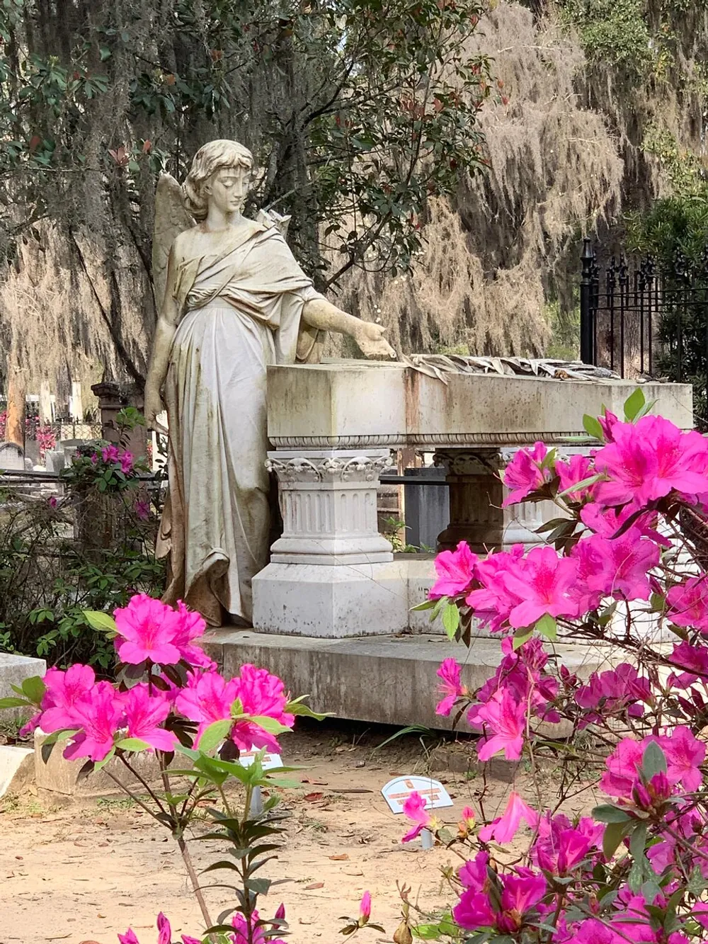 A statue of an angel leaning on a pedestal is framed by vibrant pink flowers in a serene garden setting with Spanish moss draped in the background