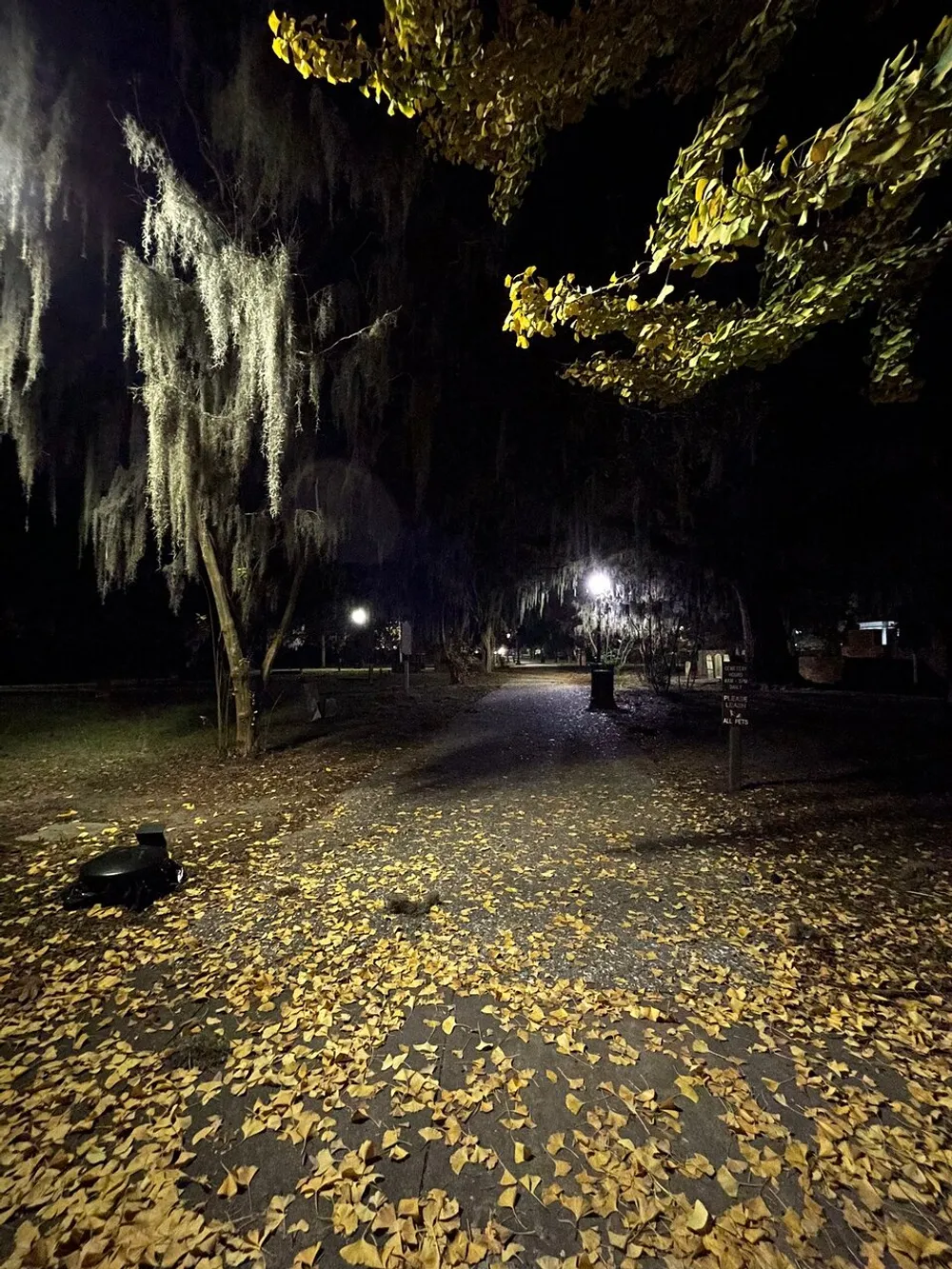 The image captures a night scene of a park with a path covered in fallen leaves illuminated by artificial light and flanked by trees draped in Spanish moss