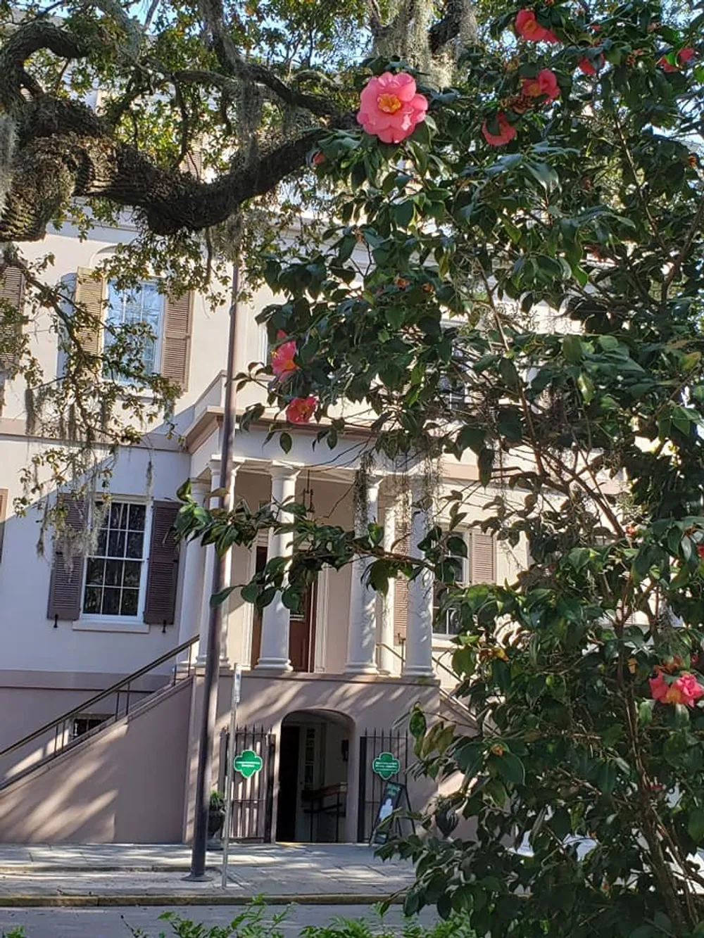 Blooming pink camellias adorn the view of a stately building with a classical faade and Spanish moss-draped trees evoking a tranquil southern charm