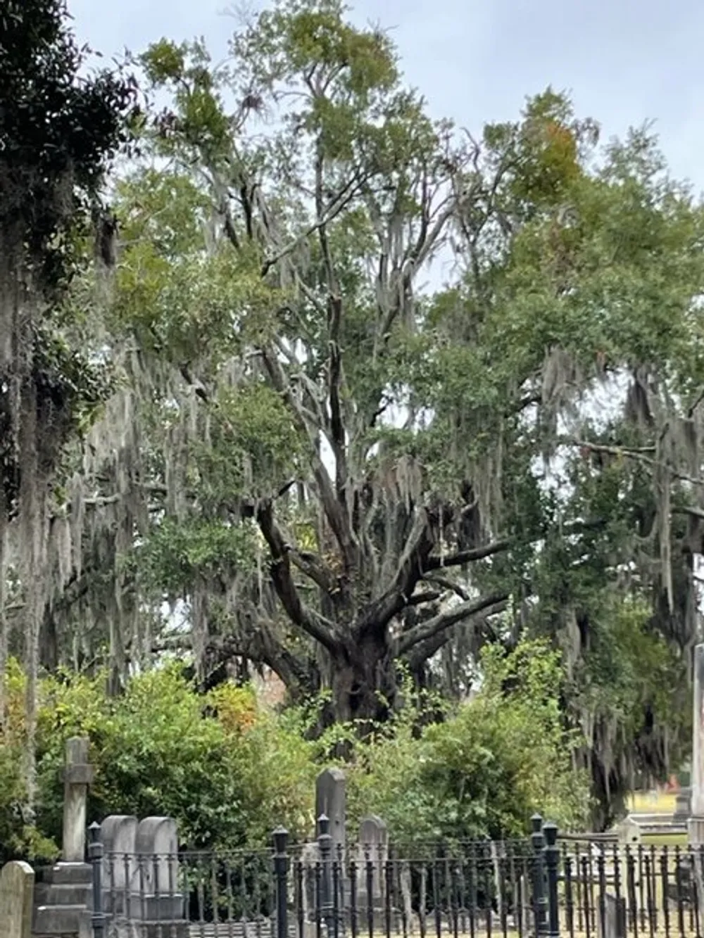 The image captures a majestic ancient tree draped with Spanish moss standing sentinel over a historic cemetery with wrought iron fencing