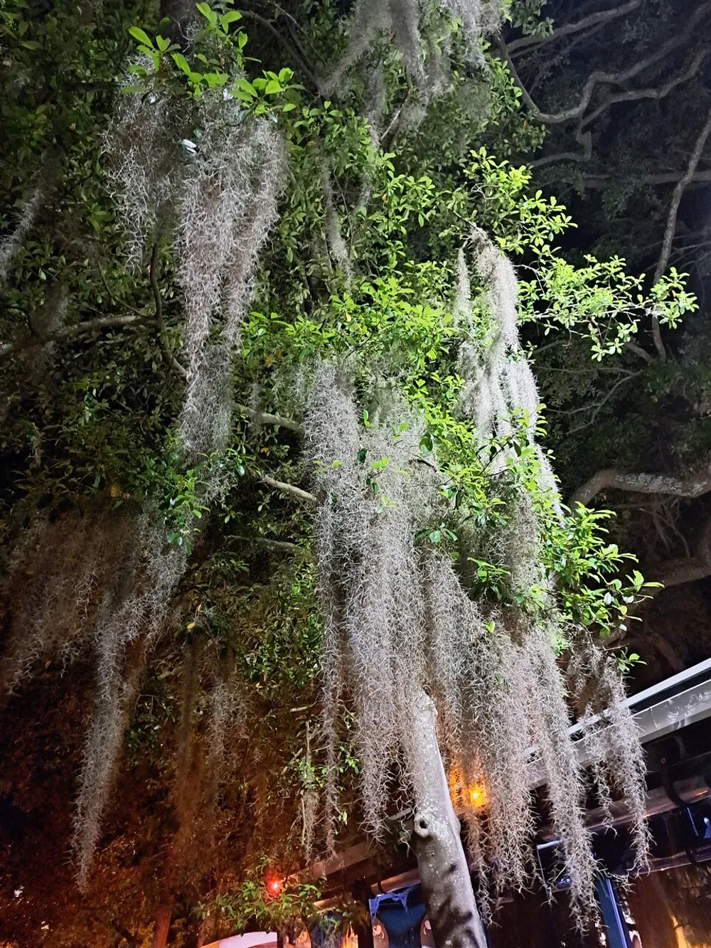 The image shows a tree at night its branches draped with long strands of Spanish moss illuminated from below by artificial light