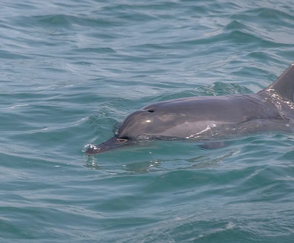 A dolphin emerges partially above the water surface showcasing its dorsal fin and blowhole