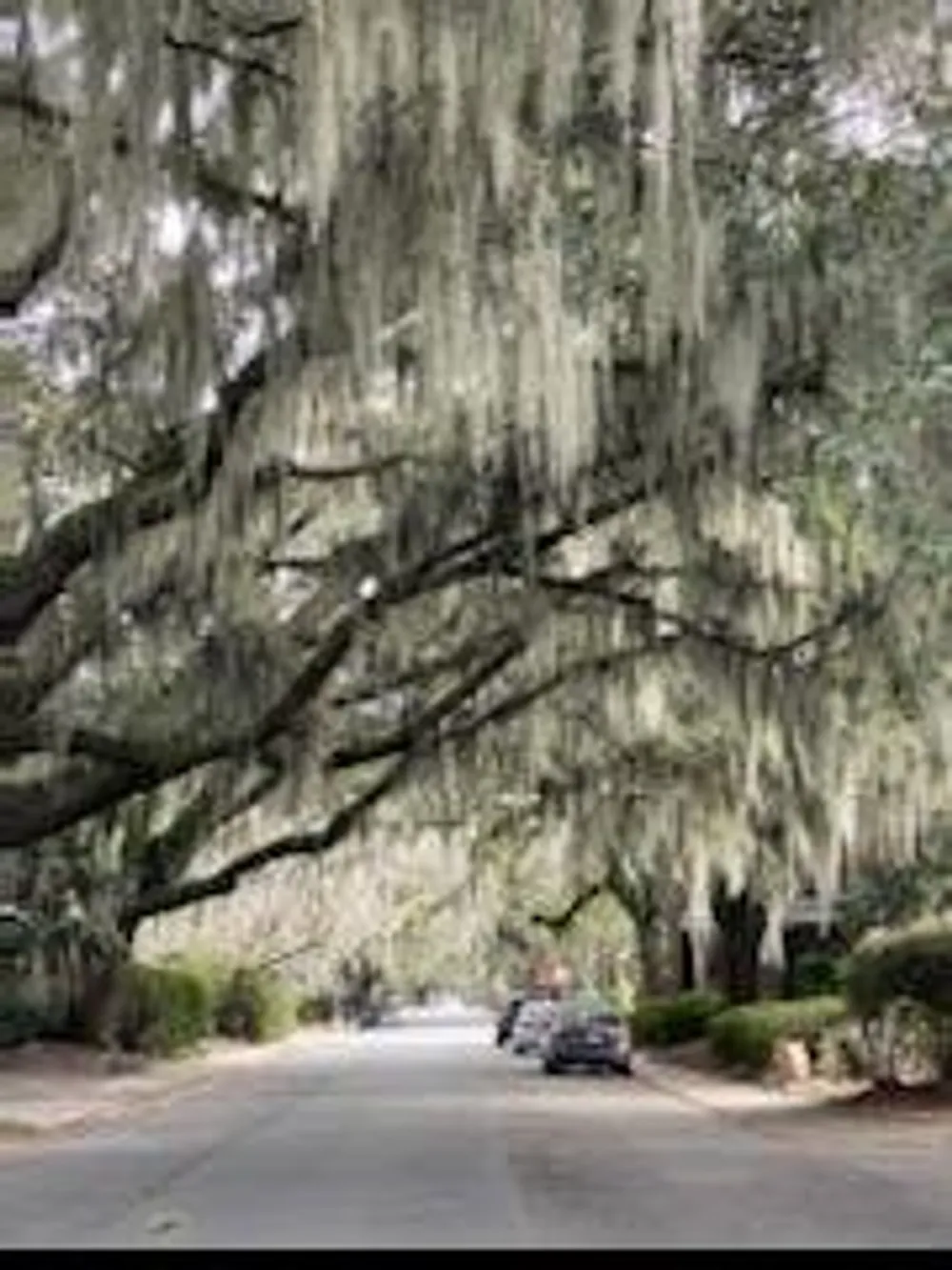 A tree-lined street is overhung with the grey Spanish moss-draped branches of majestic live oaks creating a serene and picturesque Southern scene