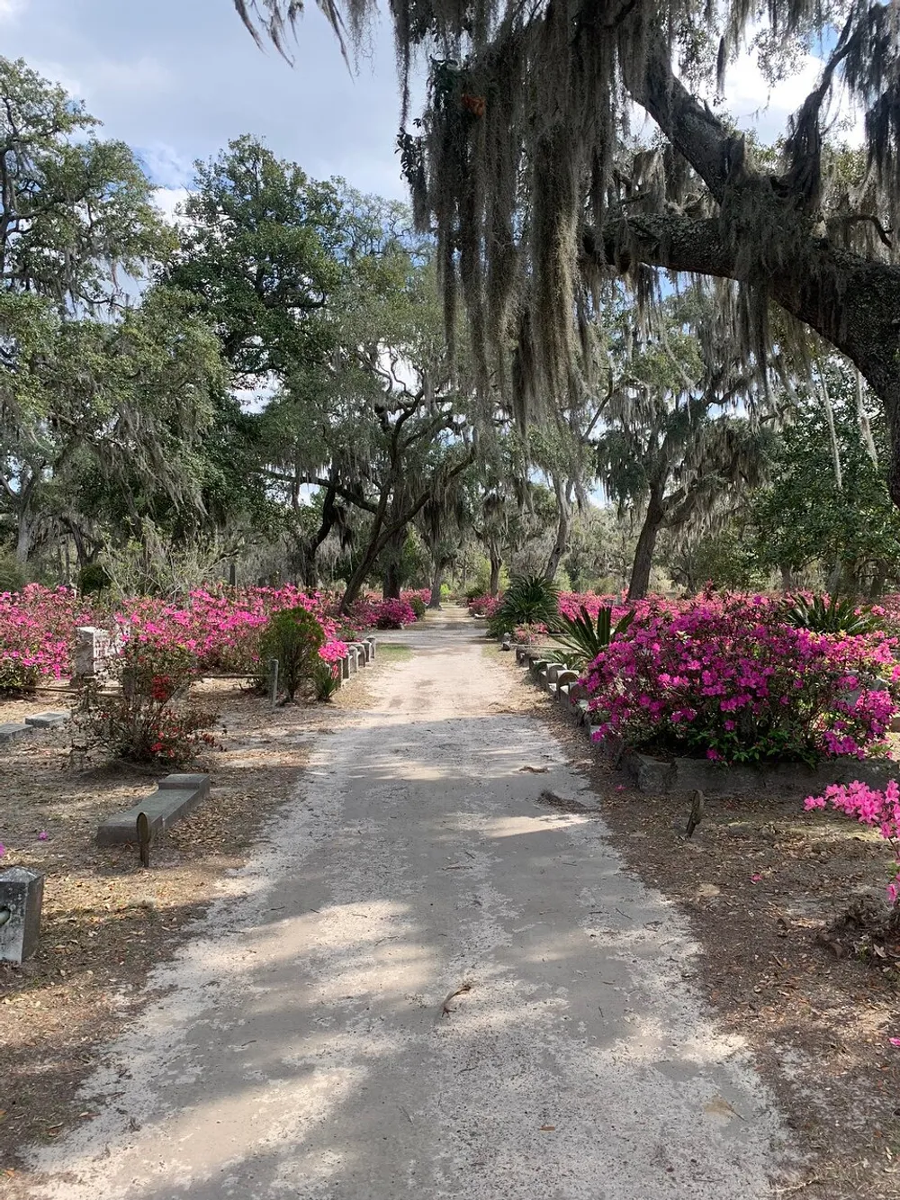 The image shows a peaceful pathway through a cemetery adorned with Spanish moss-draped oak trees and vibrant pink azalea bushes under a partly cloudy sky