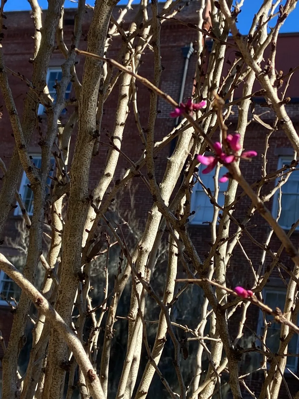 The image captures the intertwining branches of a leafless shrub with a sprinkling of pink buds set against the backdrop of a brick building under a clear blue sky