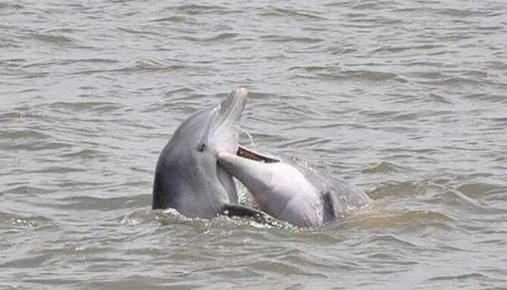 Two dolphins appear to be interacting with each other in a body of water