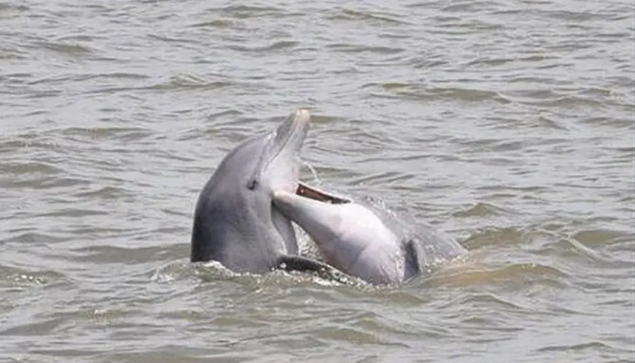 Two dolphins appear to be interacting with each other in a body of water.