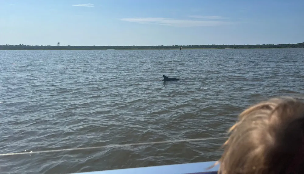 A dolphin is visible above the surface of a body of water observed by an onlooker with a distant shoreline under a clear sky in the background