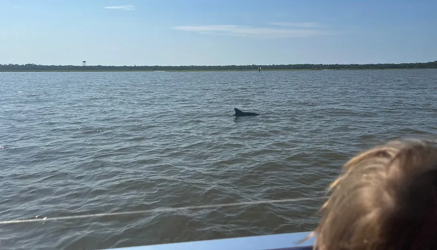 A dolphin is visible above the surface of a body of water observed by an onlooker, with a distant shoreline under a clear sky in the background.