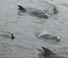 The image shows a pod of dolphins swimming near the surface of murky water