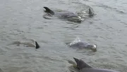 The image shows a pod of dolphins swimming near the surface of murky water.