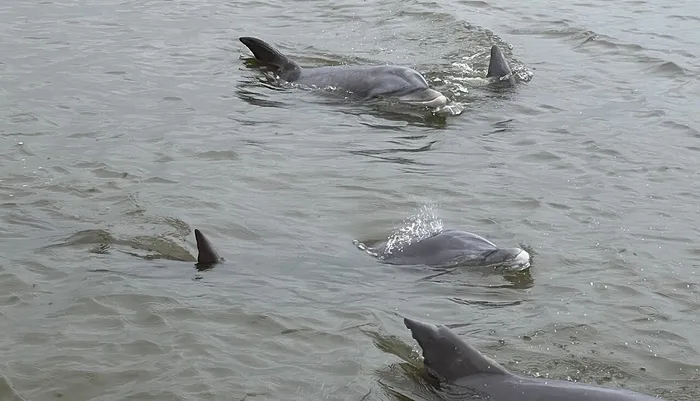 Jekyll Island Dolphin Tours Photo