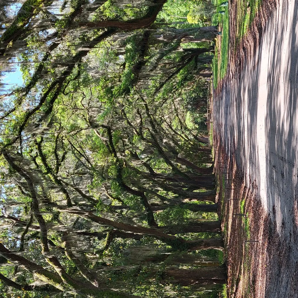 The photo shows an avenue lined with tall trees casting shadows on a sunlit pathway captured on a sunny day in a vertical orientation