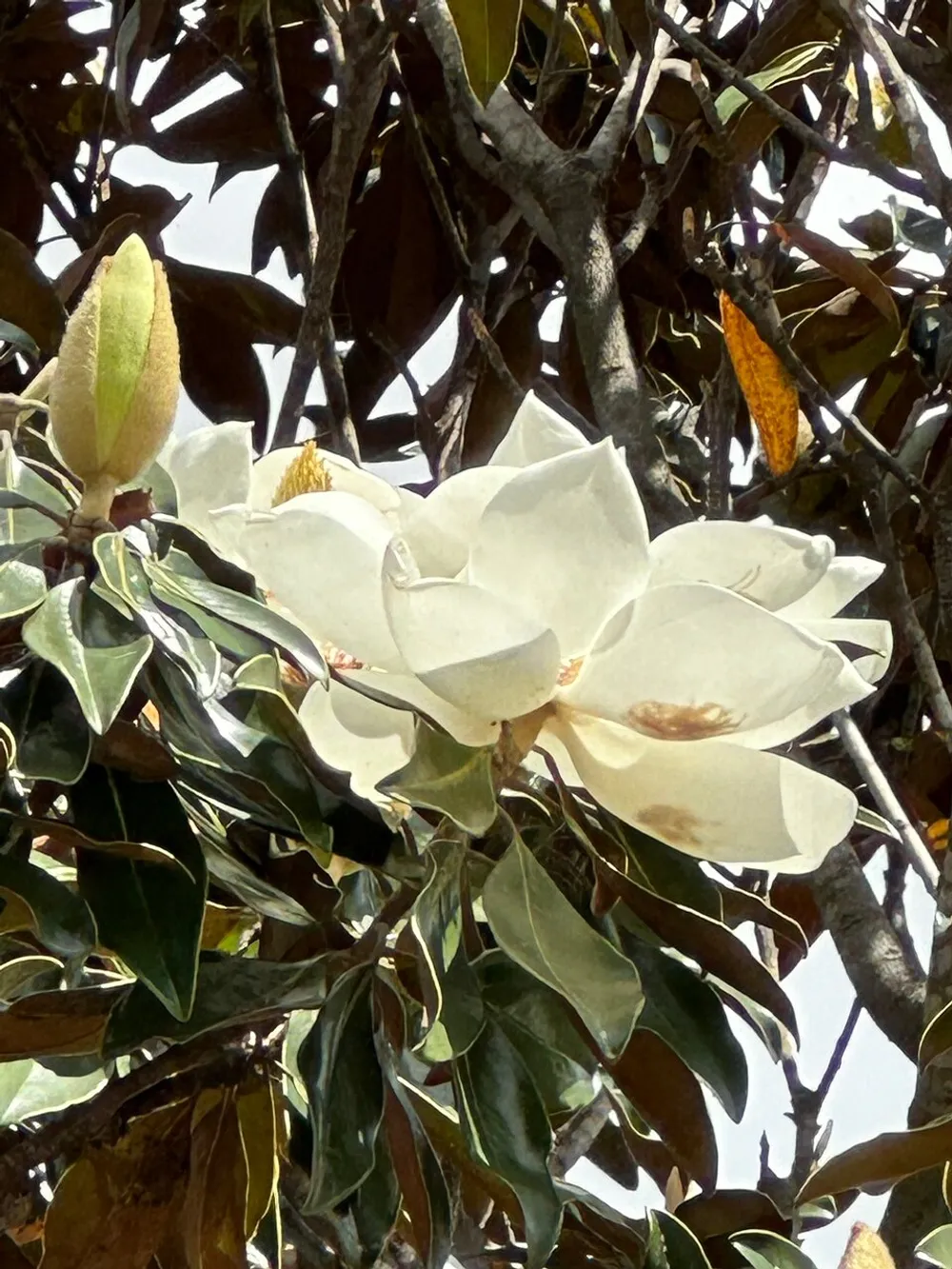 The image shows a large white magnolia flower in bloom among glossy green leaves on a magnolia tree
