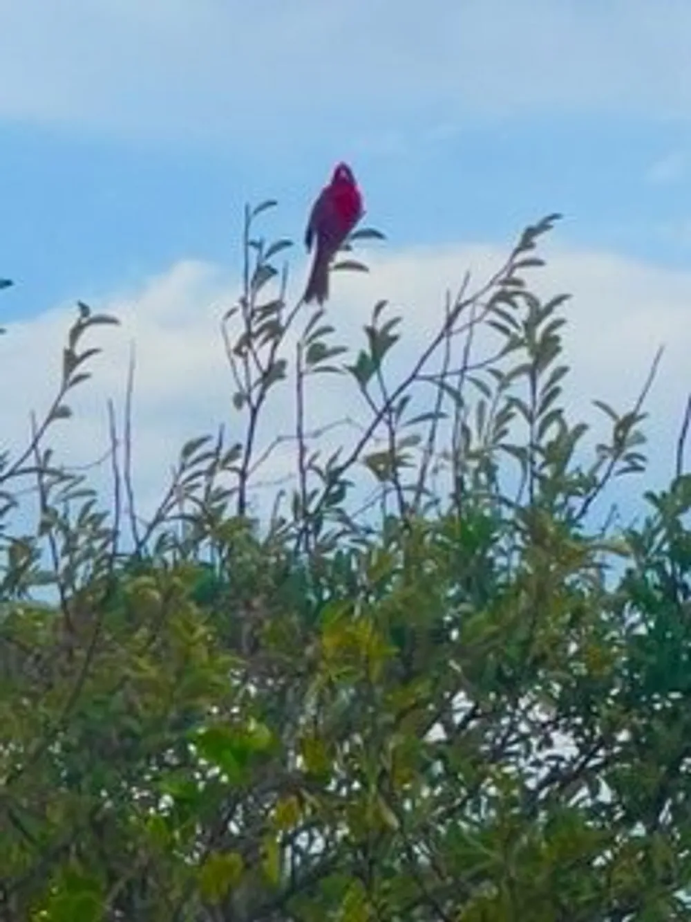 A vibrant red bird is perched atop the green foliage against a cloudy blue sky
