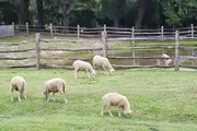 A group of sheep are grazing on a lush green pasture fenced with wooden rails, near a body of water.