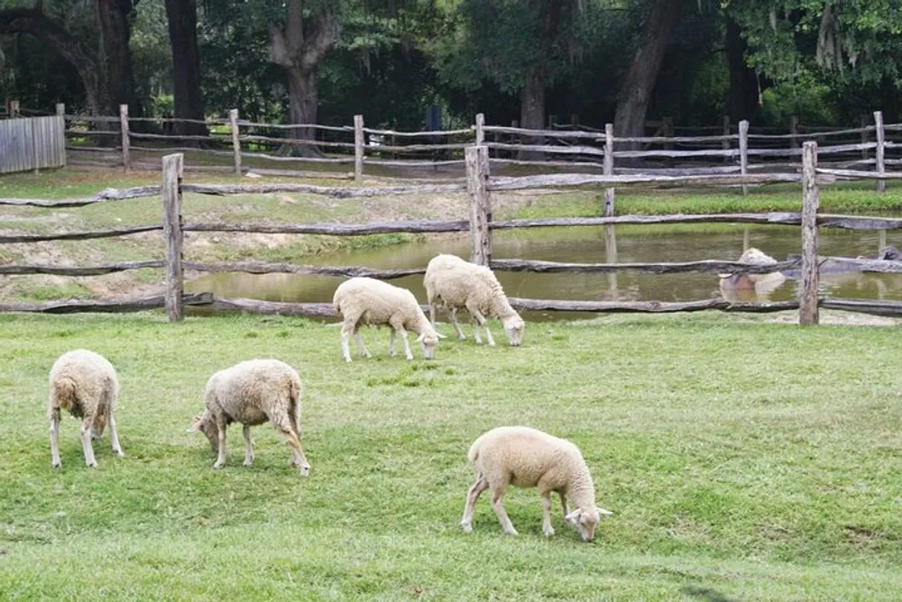 A group of sheep are grazing on a lush green pasture fenced with wooden rails near a body of water